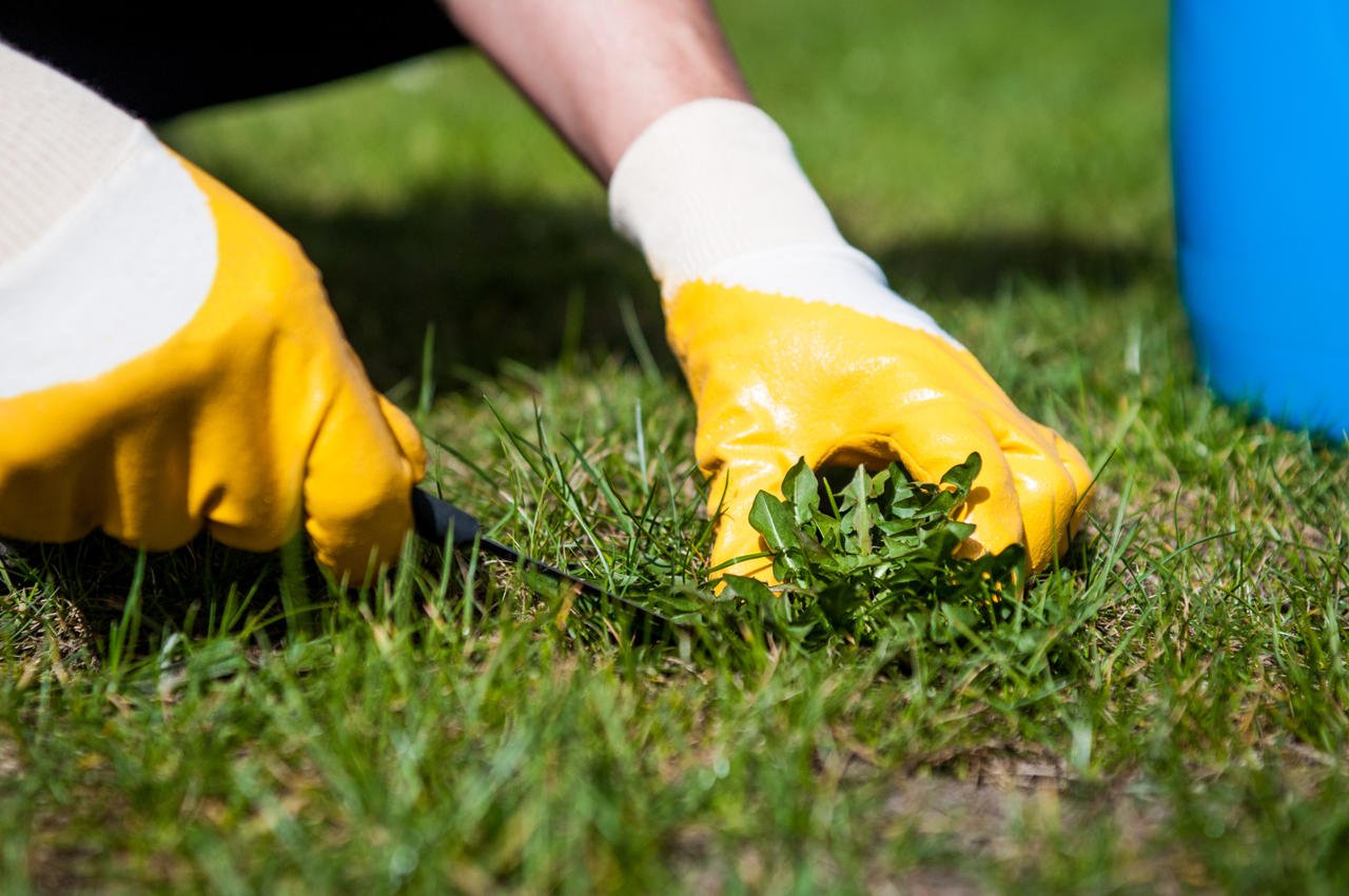 How To Remove Weeds From Your Lawn LoveMyLawn Net