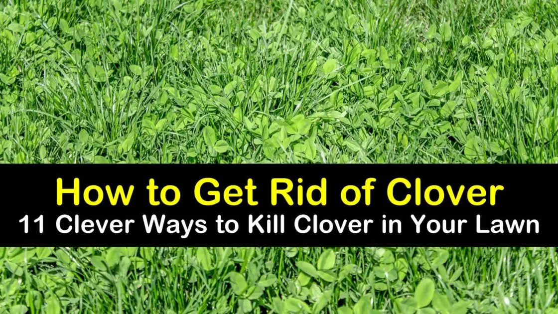 How To Get Clover Out Of My Lawn - LoveMyLawn.net
