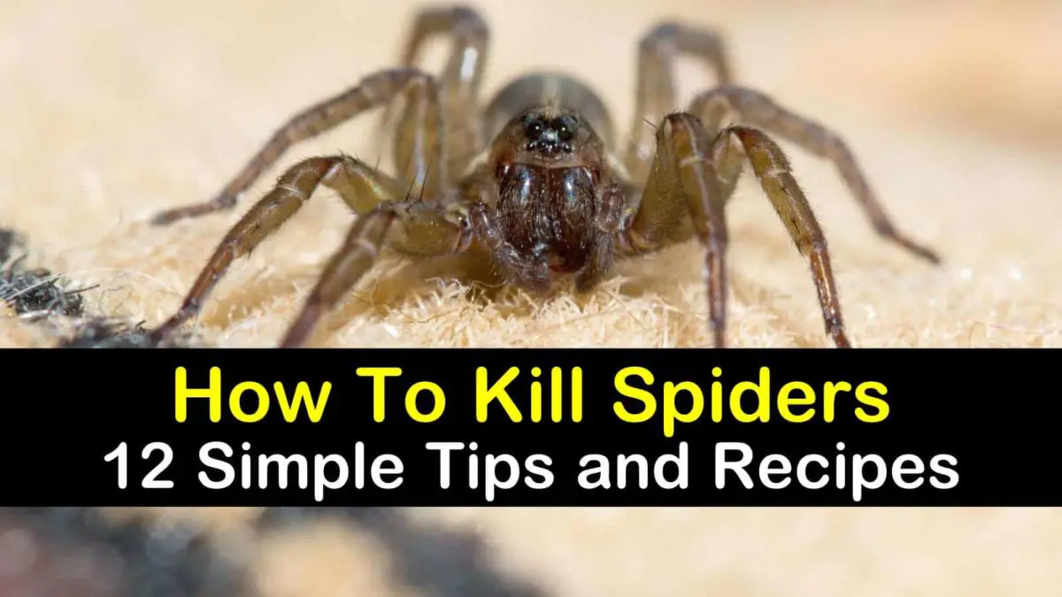 12 Simple Ways to Kill Spiders