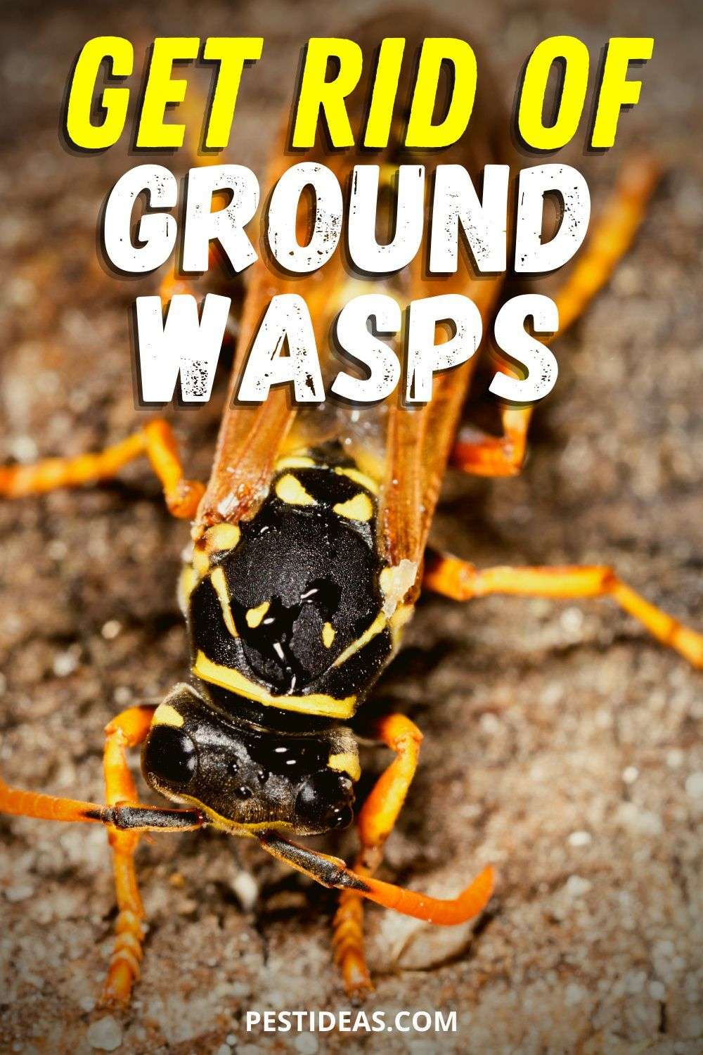 How To Get Rid Of Wasps In Lawn - LoveMyLawn.net