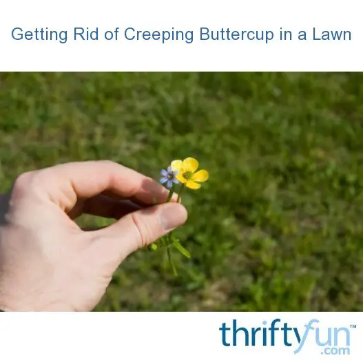kill creeping buttercup in lawn