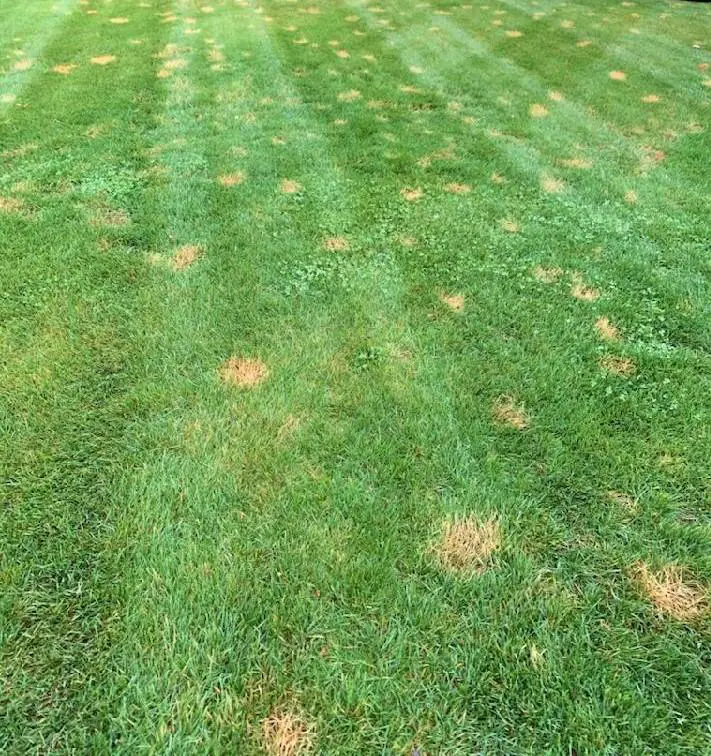 How To Get Rid Of Yellow Patches On Lawn From Dog Pee