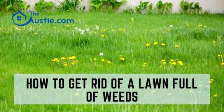 How To Permanently Get Rid Of Weeds In Lawn