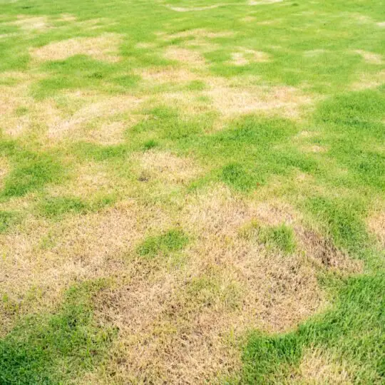 how-to-get-rid-of-brown-patches-on-lawn-lovemylawn