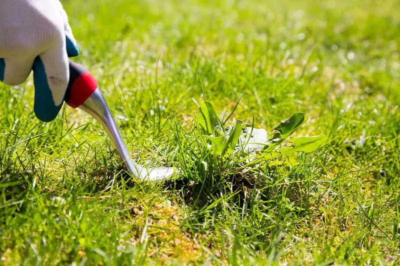 How to Get Rid of Weeds Without Killing Grass