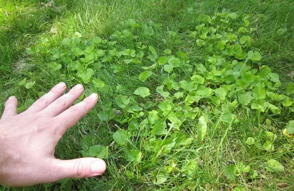 how-to-get-weeds-out-of-lawn-lovemylawn