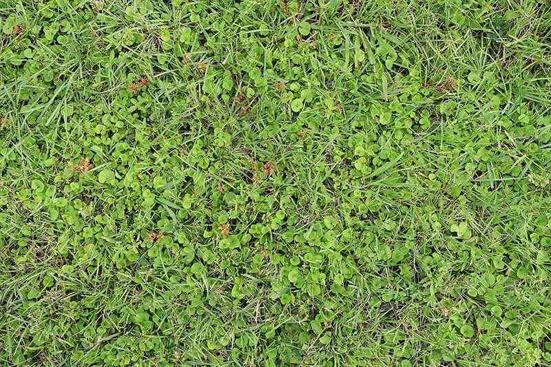 how-to-kill-broadleaf-weeds-in-lawn-lovemylawn