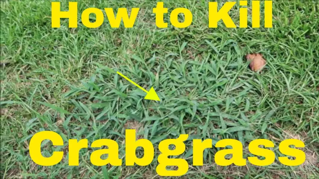how do you kill crab grass