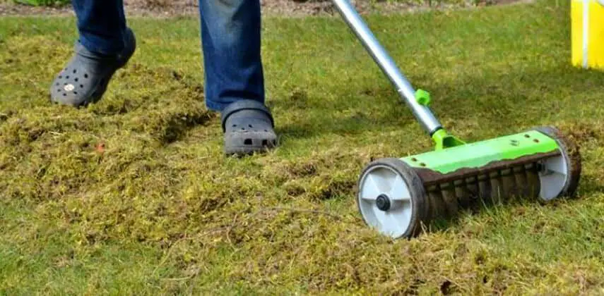 how-to-eliminate-moss-from-lawn-lovemylawn