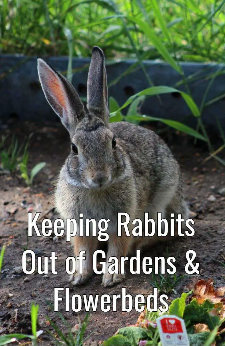 Rabbits cause a lot of damage to home gardens. Here is a look at some ...