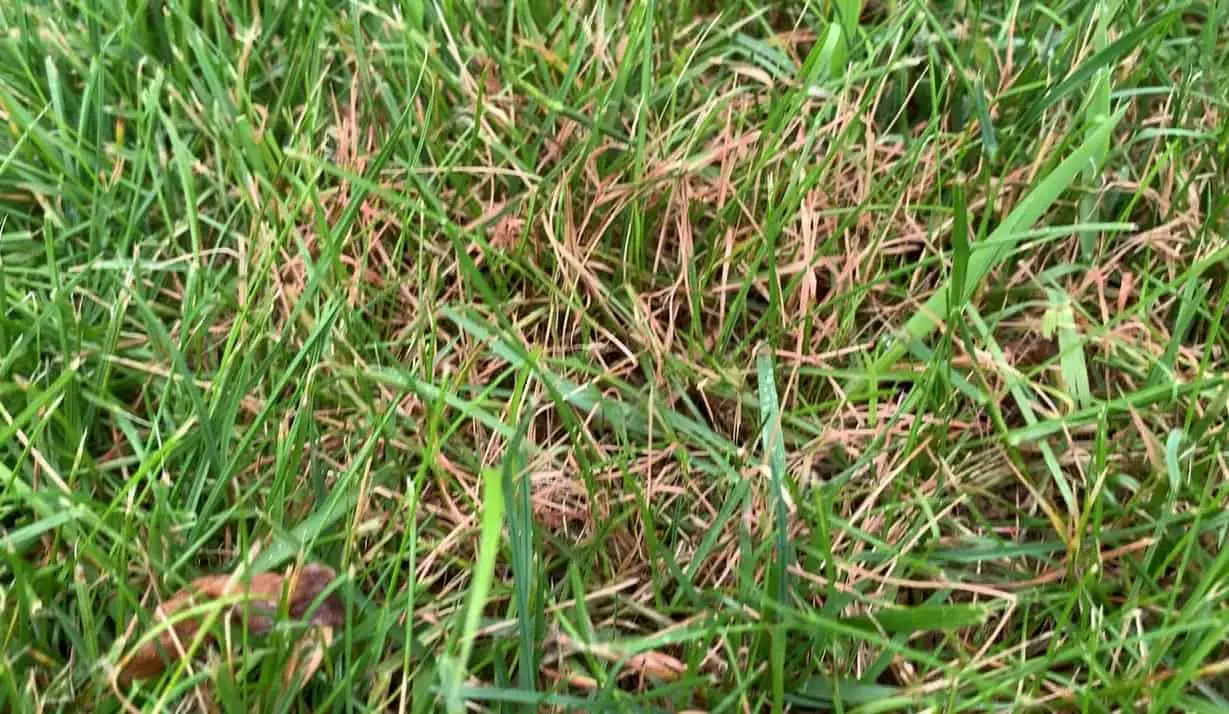 How To Treat Red Thread In My Lawn - LoveMyLawn.net