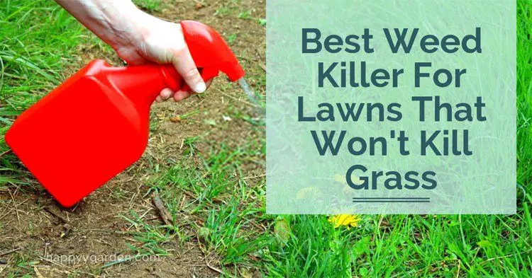 When To Spray Your Lawn For Weeds 