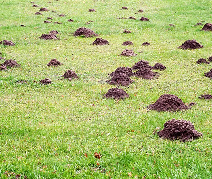 Treating Your Lawn for Moles