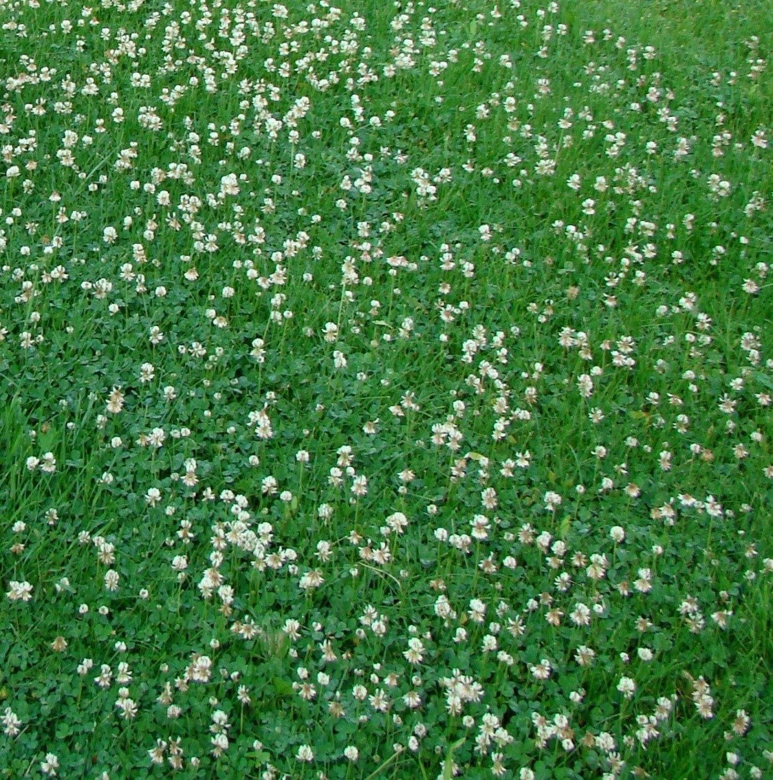 How To Control White Clover In Lawns - LoveMyLawn.net