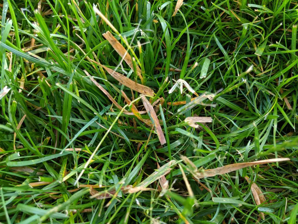 why-is-my-lawn-turning-yellow-in-spots-lovemylawn