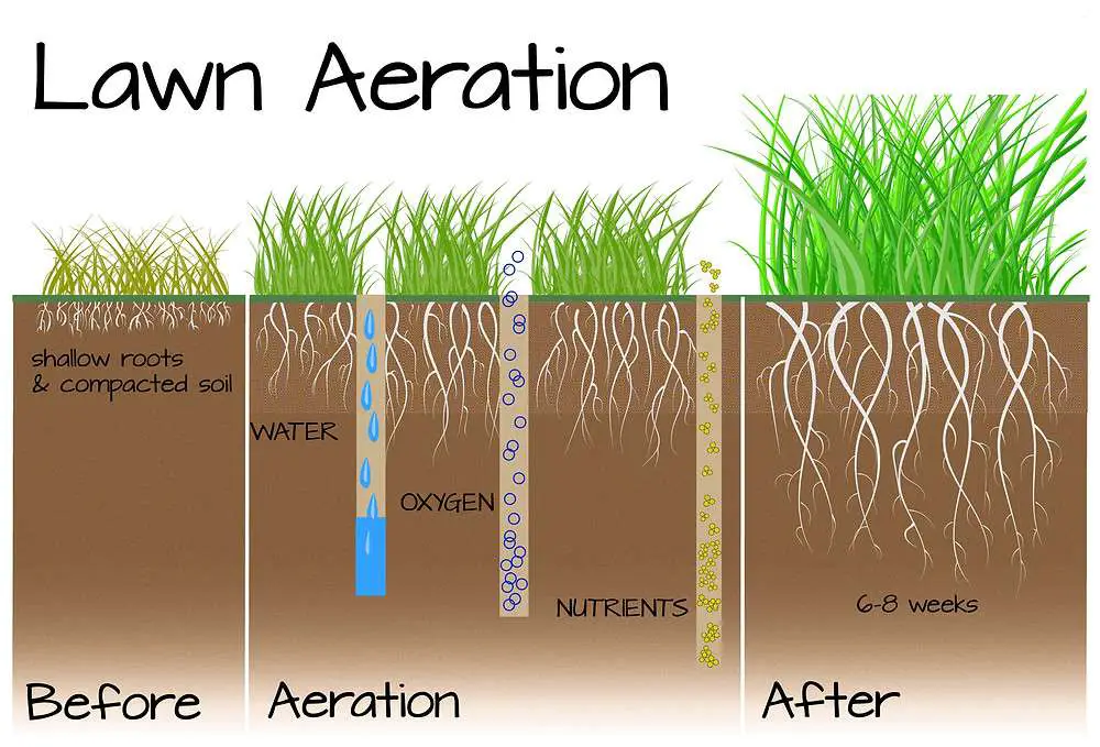 Why Should I Aerate My Lawn Lovemylawn Net