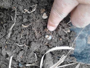 Xtremehorticulture of the Desert: White Crust on Soil Surface Is